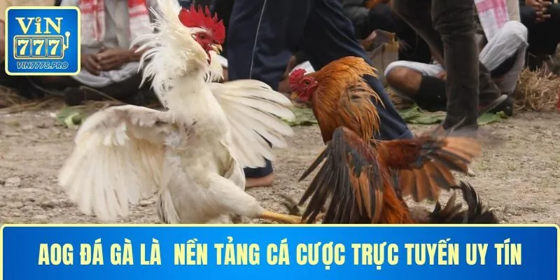 AOG đá gà là một trong những nền tảng trực tuyến uy tín