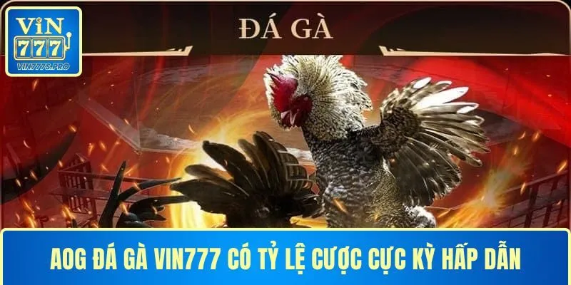 AOG đá gà tại VIN777 có tỷ lệ cược cực kỳ hấp dẫn