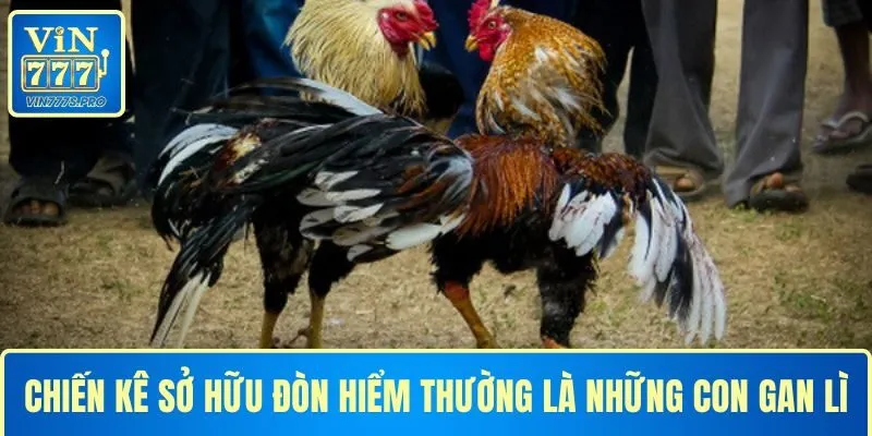 Chiến kê sở hữu đòn hiểm thường gan lì, không chùn bước