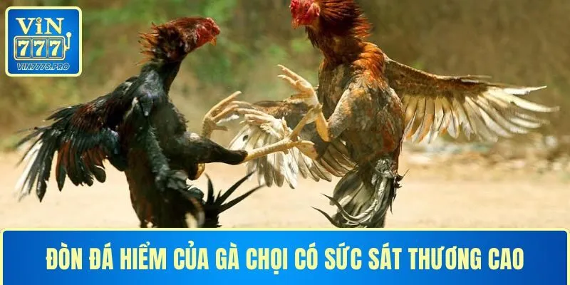 Đòn đá hiểm của gà chọi là các thế đánh có sát thương cao