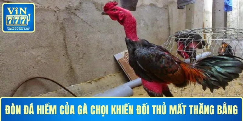 Những đòn đá hiểm của gà chọi khiến đối thủ bị mất thăng bằng