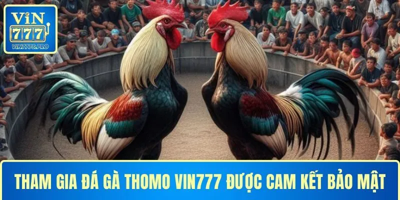 Tham gia đá gà Thomo tại VIN777 được cam kết bảo mật