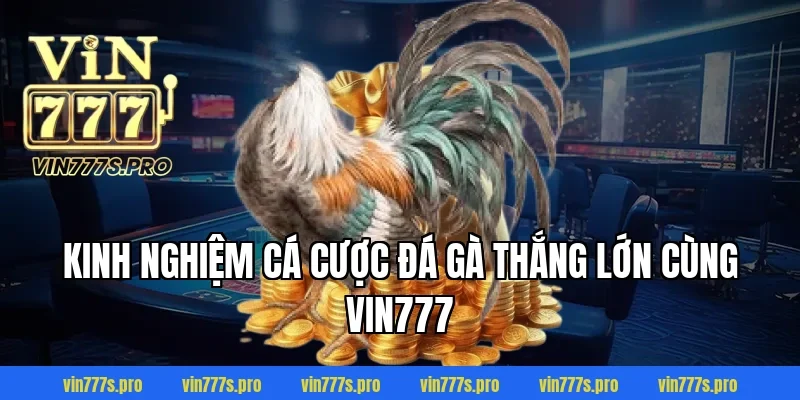 NHỮNG ĐÒN ĐÁ HIỂM CỦA GÀ CHỌI VIN777 KHIẾN ĐỐI THỦ GỤC NGAY 5 Kinh nghiệm cá cược đá gà thắng lớn cùng VIN777